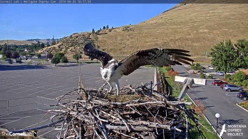 hellgate iris landing on the nest 6 17 aug 20 .jpg