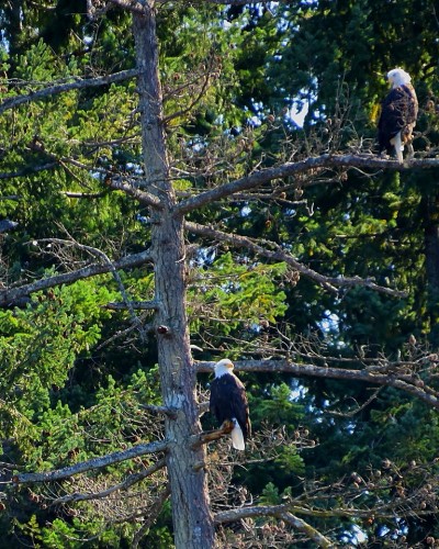 Adults in tree at Yarrow Pt.JPG