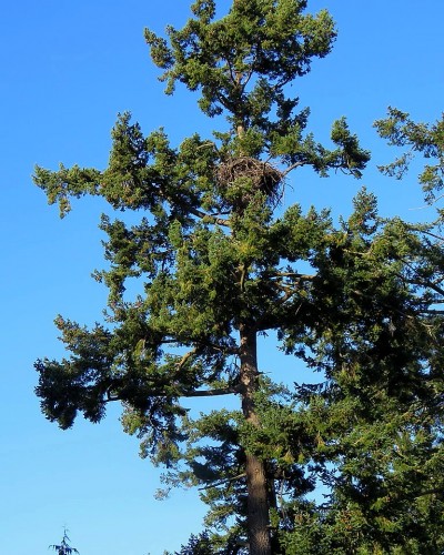 Roberts Bay Nest Tree.JPG