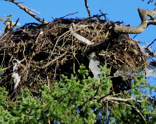 Tod Flats Nest from Willis Pt.Rd.JPG
