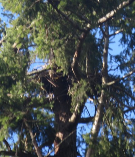 Marmot eagle nest tree aa - 1.jpg