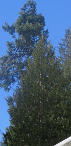 Marmot eagle nest tree d - 1.jpg