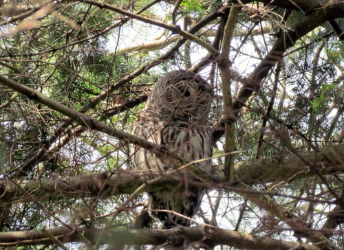 Barred Owl Beacon Hill March 30-2018.jpg