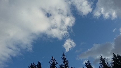 FVBEF 2019 eagles soaring.. - 1.jpg