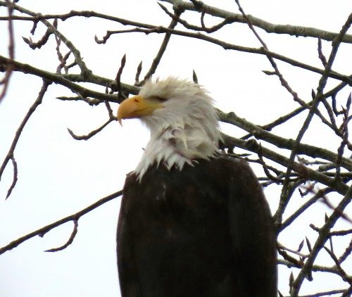 one-eyed eagle at EAgle Point-2019-2.jpg
