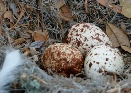 Savannah Osprey Eggs.JPG