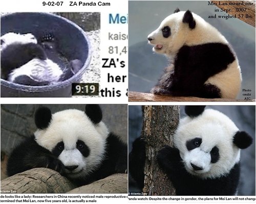 panda cam and male.jpg