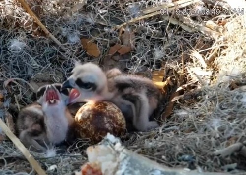 Mrs 0 feeds her new chicks 19 Apr._2020-04-19 16-53-31.jpg