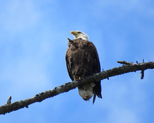 Tod Flats Eagle(1) 27 Apr.JPG