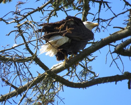Beacon Hill Eagle(2) 8 May.JPG
