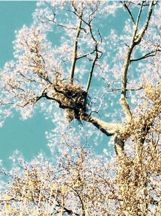 flowering tree nest.jpg