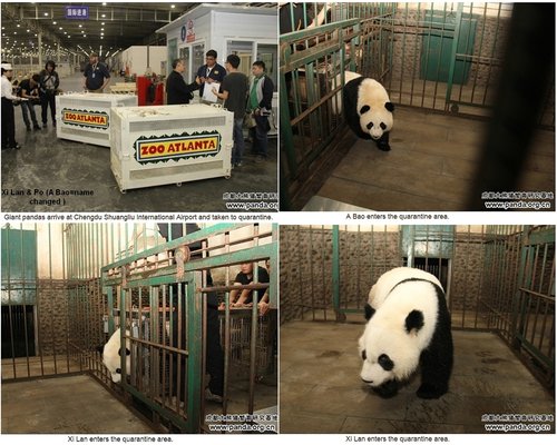 po and xi lan quarantined collage.jpg