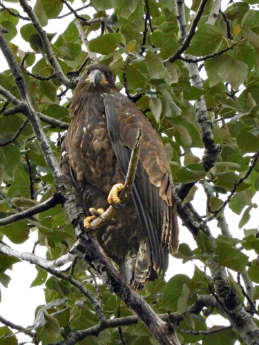 102 July 11 One eaglet found safe in another tree, the other is missing.jpg