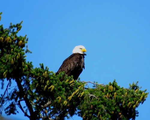 Reay Creek Eagle(1) 3 Aug..JPG