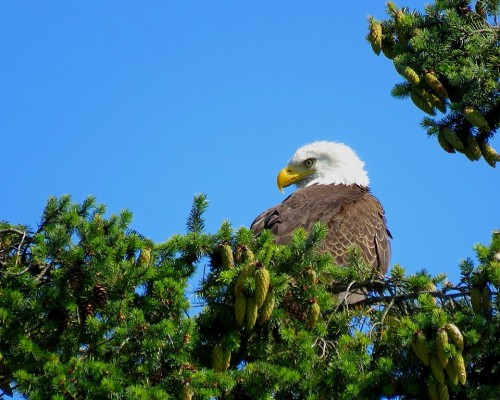 Reay Creek Eagle(2) 3 Aug..JPG