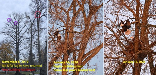 001 Triptych nest photos.jpg