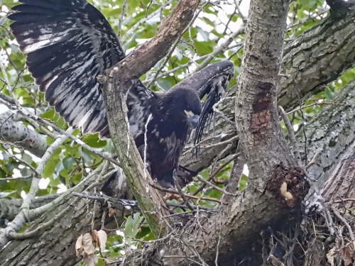 036 June 25 Surviving eaglet hopping on broken nest .jpg