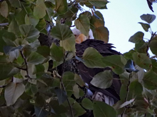 048 Aug 1 Ma appears to be re-united with fledgling eaglet.jpg