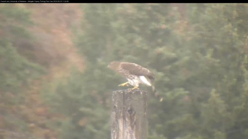 hellgate hawk took step forward and dove off the owl pole 11 04 sept 20 .jpg