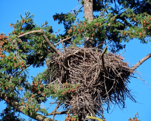 Roberts Bay Eagle Nest(1) 20 Oct..JPG