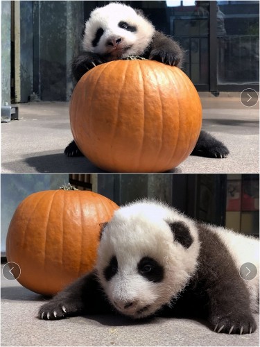 10-30-20 Pumpkins for Pandas.jpg