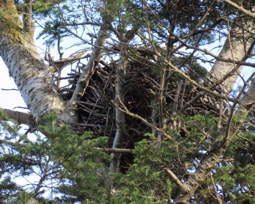 Saxe Pt. Park Eagle Nest 20 Nov. 2020.JPG