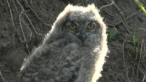 owlet.png