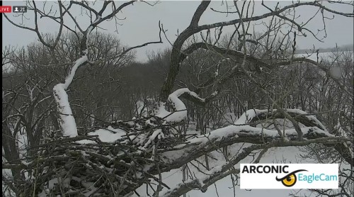 ARC   snowing-no eagles   2-8-21.jpg