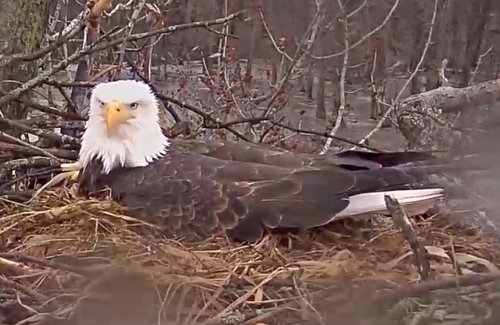 2018-02-23 08_59_47-Trio Bald Eagle Nest Cam -Live _ Stewards of the Upper Mississippi River Refuge .jpg