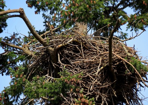 Roberts Bay Eagles Nest 16 Mar. 2021.JPG