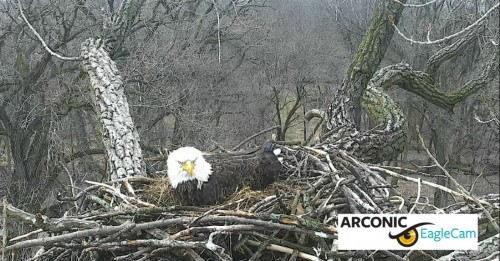 ARC   Liberty on nest   3-26-21.jpg
