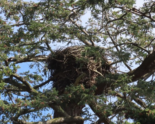 Farhill Nest from Duke Rd.(2) 26 Mar. 2021.JPG