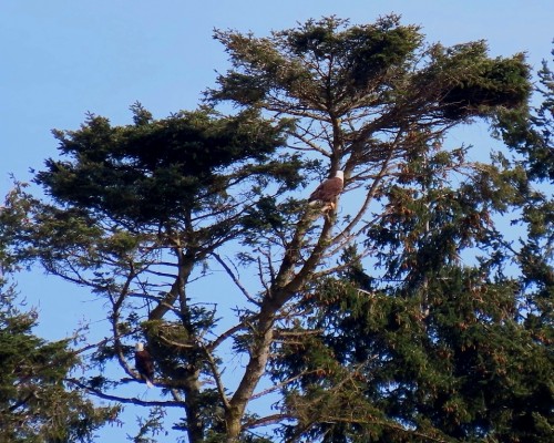 Swan Lake Eagles Old Nest Tree 26 Mar. 2021.JPG