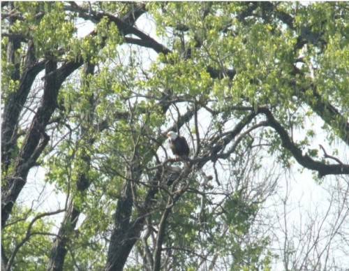 TX   eagle near nest   4-1-21.jpg