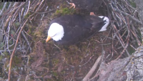 hm both poked in nest now watchful 7 21 apr 1 .jpg