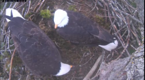 hm lady moved down on the left poking nest 7 22 apr 1 .jpg