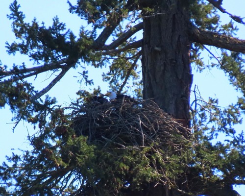 Centennial Park Nest (from pathway off Tomlinson Rd.) 13 Apr. 2021.JPG