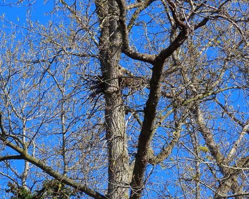 Reay Creek Eagle Nest(2) 13 Apr. 2021.JPG