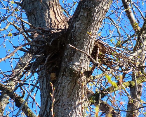 Reay Creek Eagle Nest(3) 13  Apr. 2021.JPG