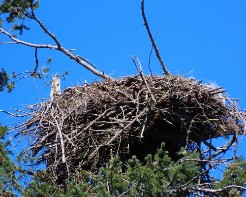Tod Flats Nest(1) 13 Apr. 2021.JPG