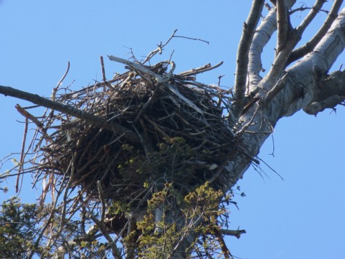 Stalashen Nest - 2.jpg