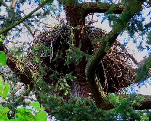 Sylvan Lane Nest(1) 21 Apr. 2021.JPG