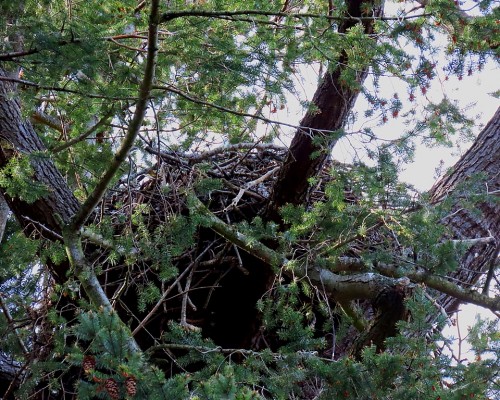 Sylvan Lane Nest(2) 21 Apr. 2021.JPG
