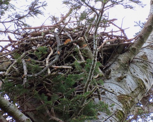 Saxe Pt. Park Nest(1) 27 Apr. 2021.JPG