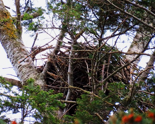 Saxe Pt. Park Nest(3) 27 Apr. 2021.JPG