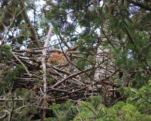 Saxe Pt. Park Nest(4) 27 Apr. 2021.JPG