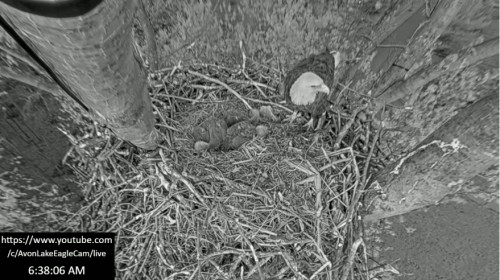 OH   Stripes and eaglet puddle   4-26-21.jpg