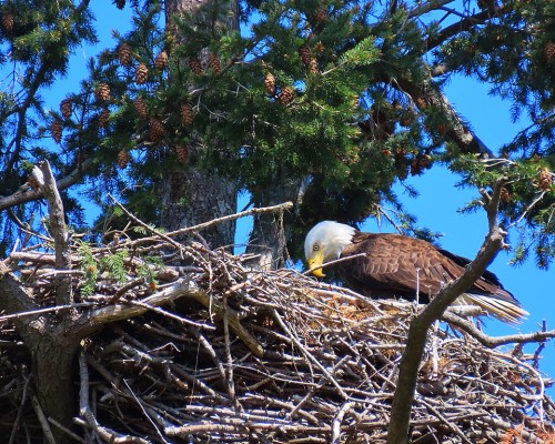 Roberts Bay Eagle(1) 4 May 2021.JPG