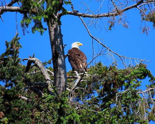 Roberts Bay Eagle on Beaufort Rd.(1) 4 May 2021.JPG