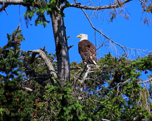Roberts Bay Eagle on Beaufort Rd.(2) 4 May 2021.JPG